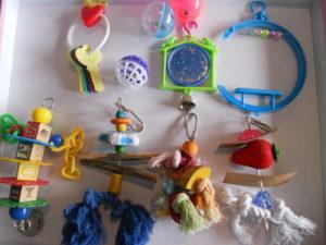 que-les-gusta-hacer-a-los-periquitos-1