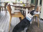 Vistas, manjares, Robert Smith, Wedding Present Book girl