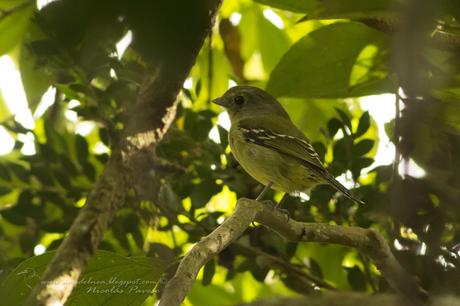 Bailarín verde (Wing-barred Manakin) Piprites chloris