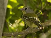 Bailarín verde (Wing-barred Manakin) Piprites chloris