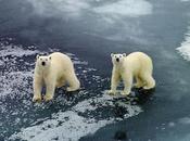 Meteorólogos rusos están atrapados osos polares 2.800 millas Moscú