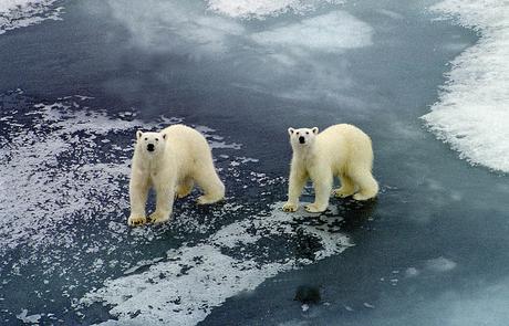 Meteorólogos rusos están atrapados por osos polares a 2.800 millas de Moscú