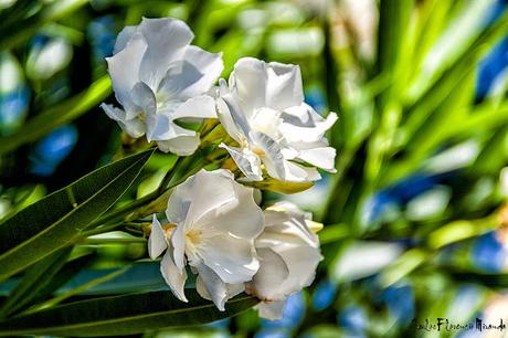 Ramillete con cuatro flores blancas