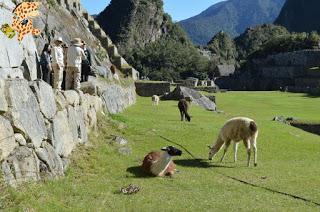 Un día en Machu Picchu