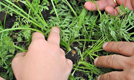 ZANAHORIAS EN EL BALCON