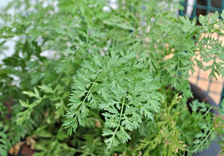 ZANAHORIAS EN EL BALCON