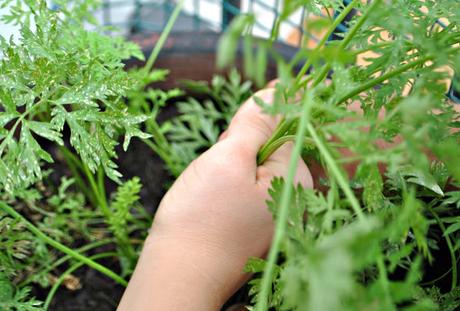 ZANAHORIAS EN EL BALCON