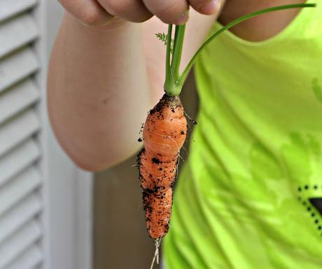 ZANAHORIAS EN EL BALCON