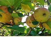 MEMBRILLOS..................Dulces Otoño.-