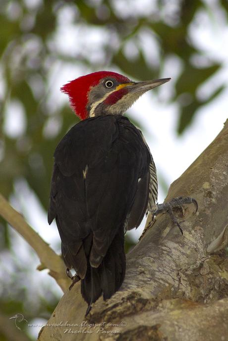 Carpintero garganta estriada (Lineated Woodpecker) Dryocopus lineatus