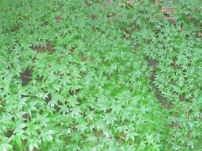 Verde y el cuarto chacra