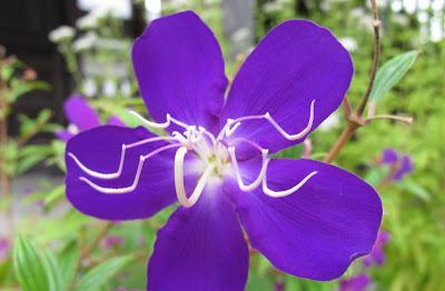 Violeta y el séptimo chacra