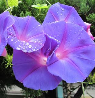 Violeta y el séptimo chacra