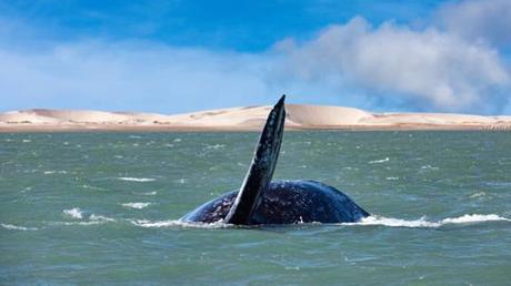 Los océanos se enfrentan a una extinción masiva sin precedentes