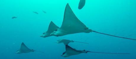 Bucear en Maldivas. Guraidhoo, paraíso submarino