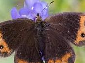 Erebia neoridas (Boisduval, 1828)