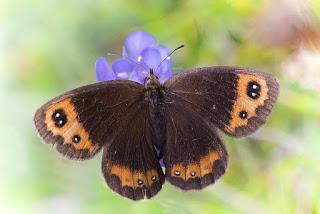 Para ampliar Erebia neoridas ( Boisduval, 1828) hacer clic