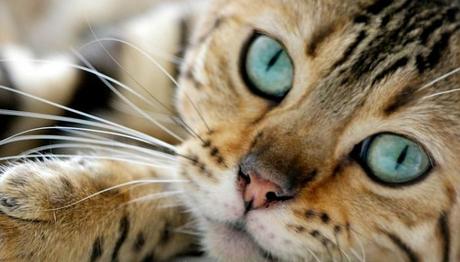 el cáncer en los gatos 