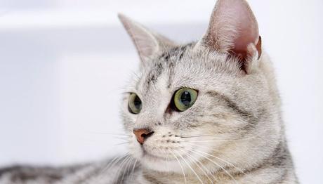 los gatos y el cáncer