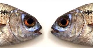 Diálogos de besugos