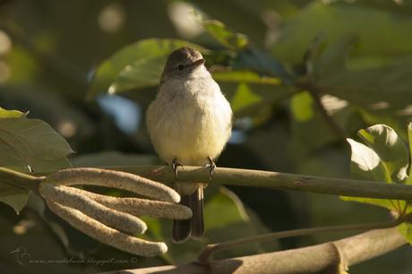 Piojito silbón (Southern beardless-Tyrannulet) Camptostoma obsoletum