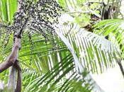 Acai: antioxidantes naturales