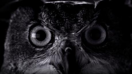 El nuevo spot del iPhone 7 llega totalmente en negro