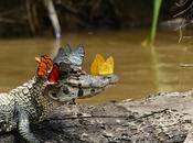 caimán corona mariposas