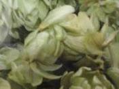 Plantas medicinales: lúpulo