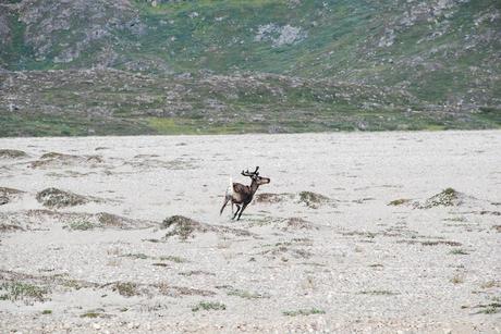 CAMPAMENTO DE FLETANES -QALERALIQ-