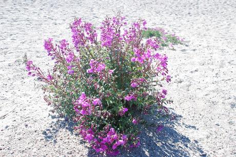 CAMPAMENTO DE FLETANES -QALERALIQ-