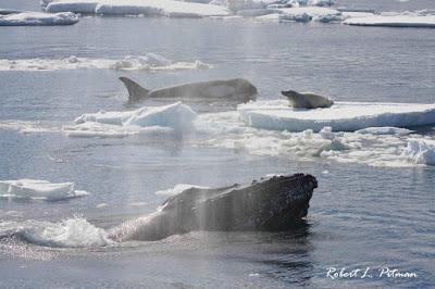 Las ballenas jorobadas protegen a otras especies de los ataques de las orcas