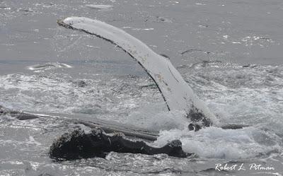 Las ballenas jorobadas protegen a otras especies de los ataques de las orcas