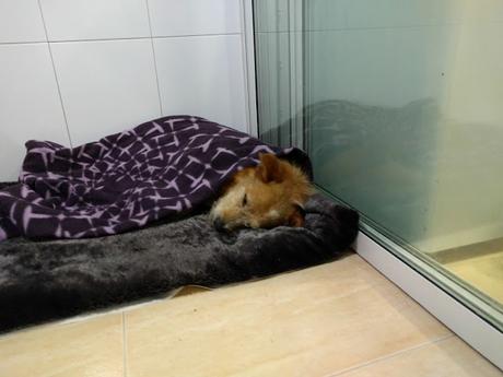 ¿QUÉ OCURRIÓ CON VITO?