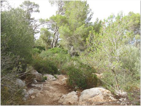 Menorca running (III): Camí de Cavalls – Senda litoral desde Cala Galdana a Cala Escorxada y vuelta
