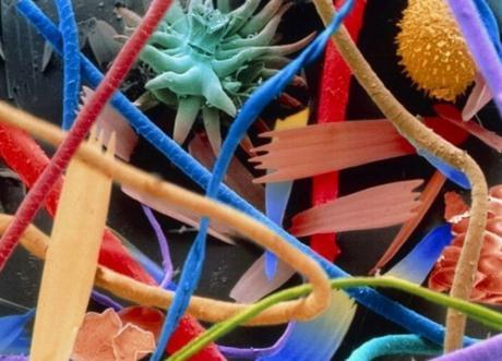 25 Fotografías bajo microscopio cada objeto es un universo