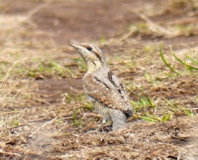 Torcecuello y acompañantes