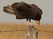 Jote cabeza amarilla (Lesser yellow-headed Vulture) Cathartes burrovianus