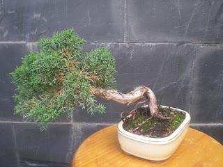 Juniperus chinensis : 2016