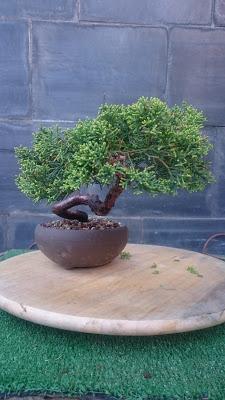 Juniperus chinensis : 2016