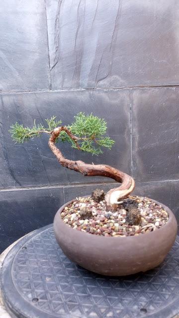 Juniperus chinensis : 2016