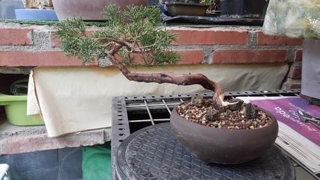 Juniperus chinensis : 2016