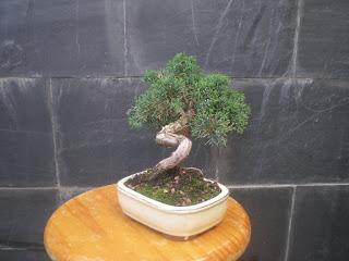Juniperus chinensis : 2016