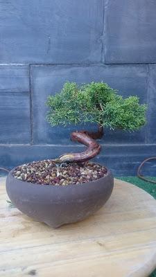 Juniperus chinensis : 2016