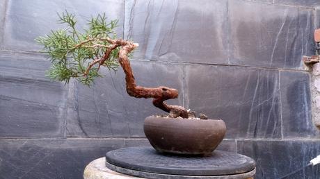 Juniperus chinensis : 2016