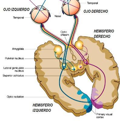 TÉCNICAS DE ANTEOJOS HEMISFÉRICOS Y UN OJO POR VEZ