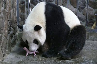 El enigma taxonómico del panda gigante