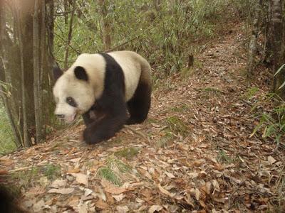 El enigma taxonómico del panda gigante