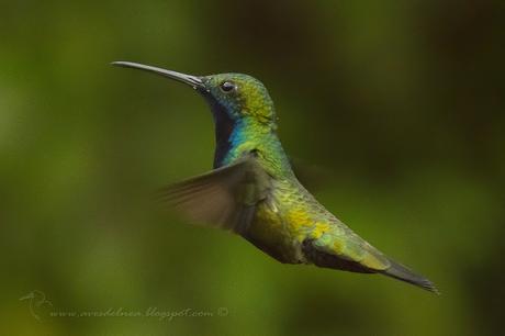 Picaflor vientre negro (Black-throated Mango) Anthracothorax nigricollis