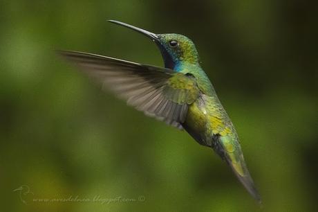 Picaflor vientre negro (Black-throated Mango) Anthracothorax nigricollis